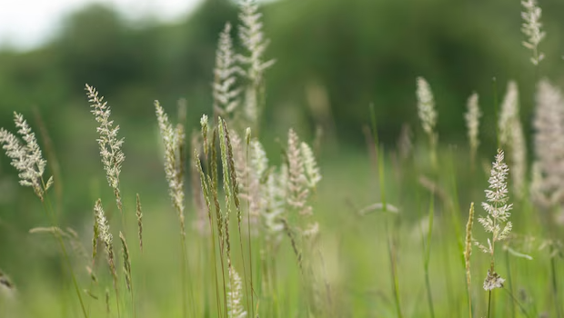 Measuring Allergens in the Air Could Improve Hay Fever Management
