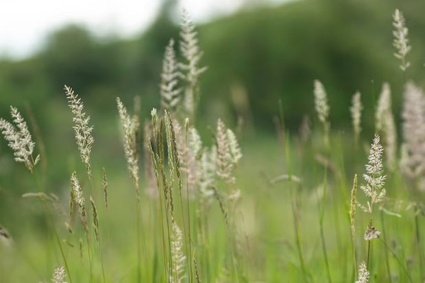 Measuring Allergens in the Air Could Improve Hay Fever Management