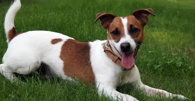 Rise in Dog Thefts Across the UK as Experts Urge Potential Owners to Buy from Reputable Breeders
