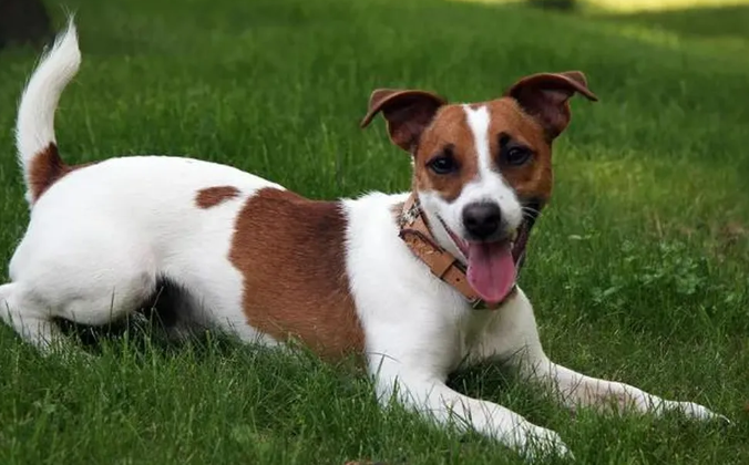 Rise in Dog Thefts Across the UK as Experts Urge Potential Owners to Buy from Reputable Breeders