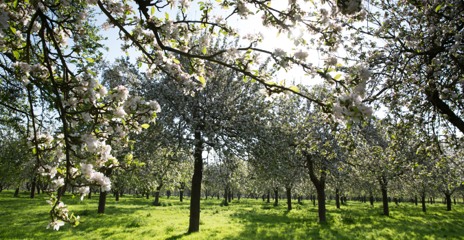 Ghosts of Lost Orchards Persist in Place Names, Study Reveals