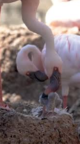 Flamingo Foster Dads Raise Their First Chick at San Diego Zoo