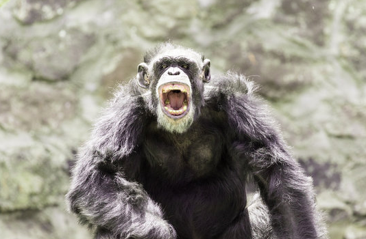 Exploring the Evolutionary Roots of Masturbation in Primates